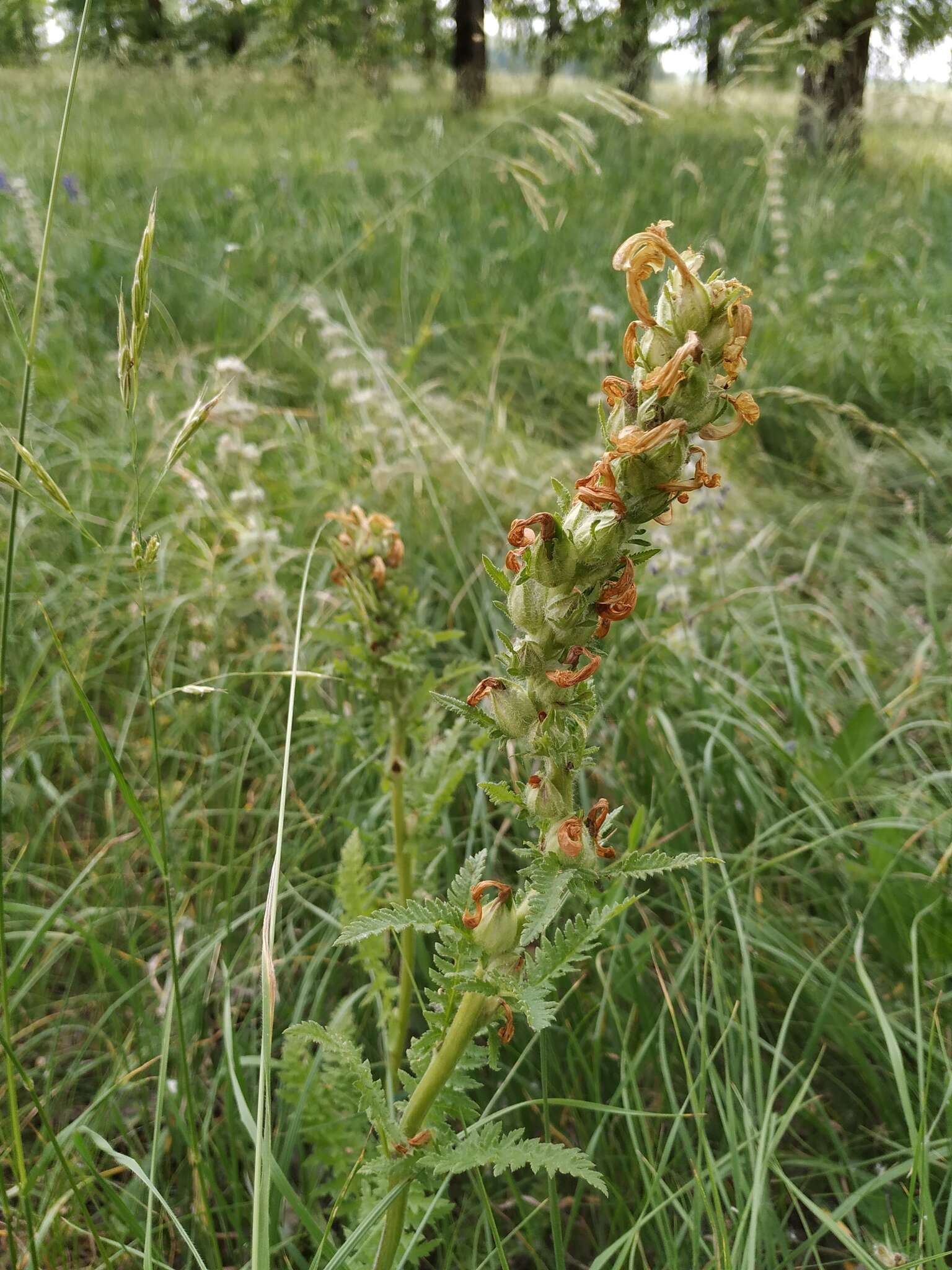 Image of Pedicularis kaufmannii Pinzger