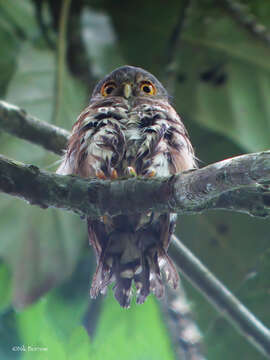 Glaucidium tephronotum Sharpe 1875 resmi