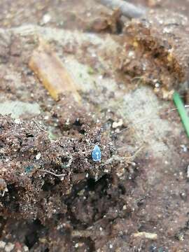 Image of Orange spiny whitefly