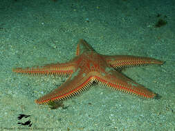 Image of Astropecten aranciacus (Linnaeus 1758)