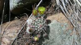 Image de Echinocereus viridiflorus subsp. viridiflorus