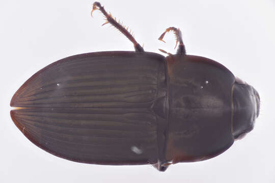 Image of Anisodactylus (Gynandrotarsus) rusticus (Say 1823)