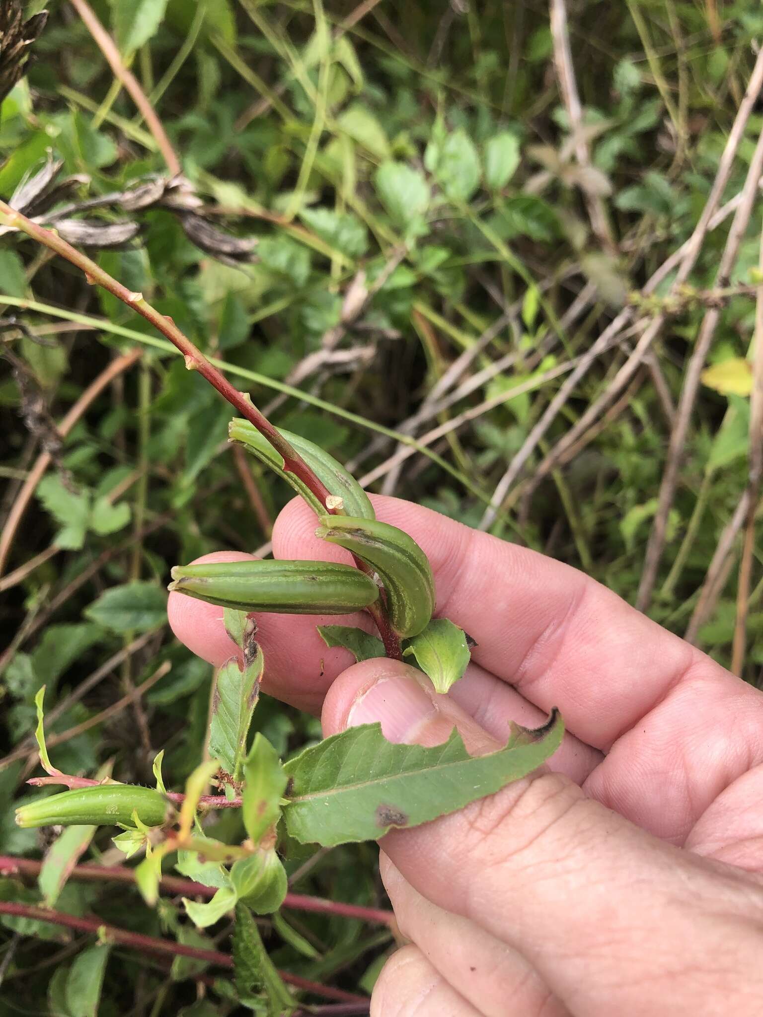 Imagem de Oenothera grandiflora L'Her