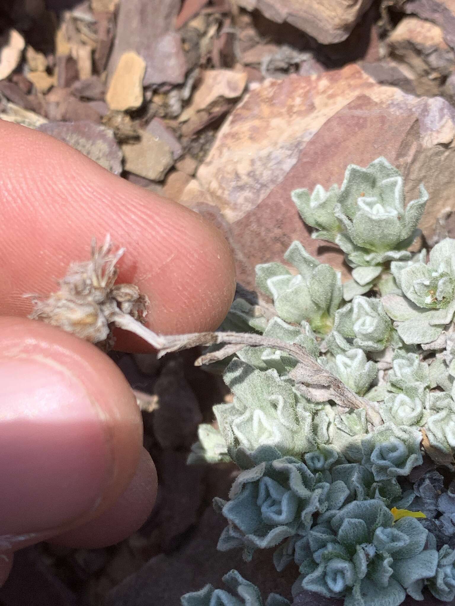 Imagem de Antennaria aromatica E. F. Evert