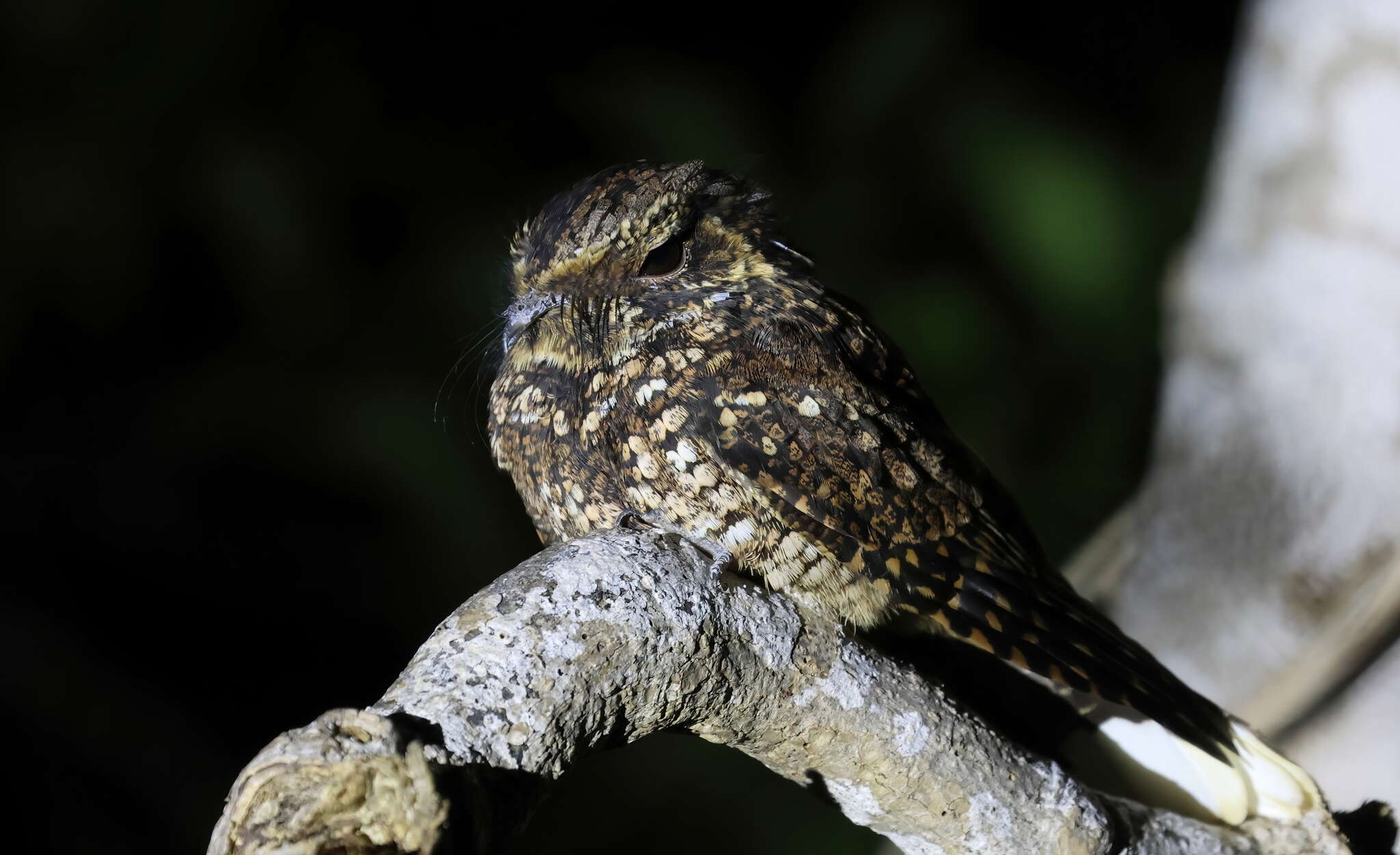 Image of Puerto Rican Nightjar