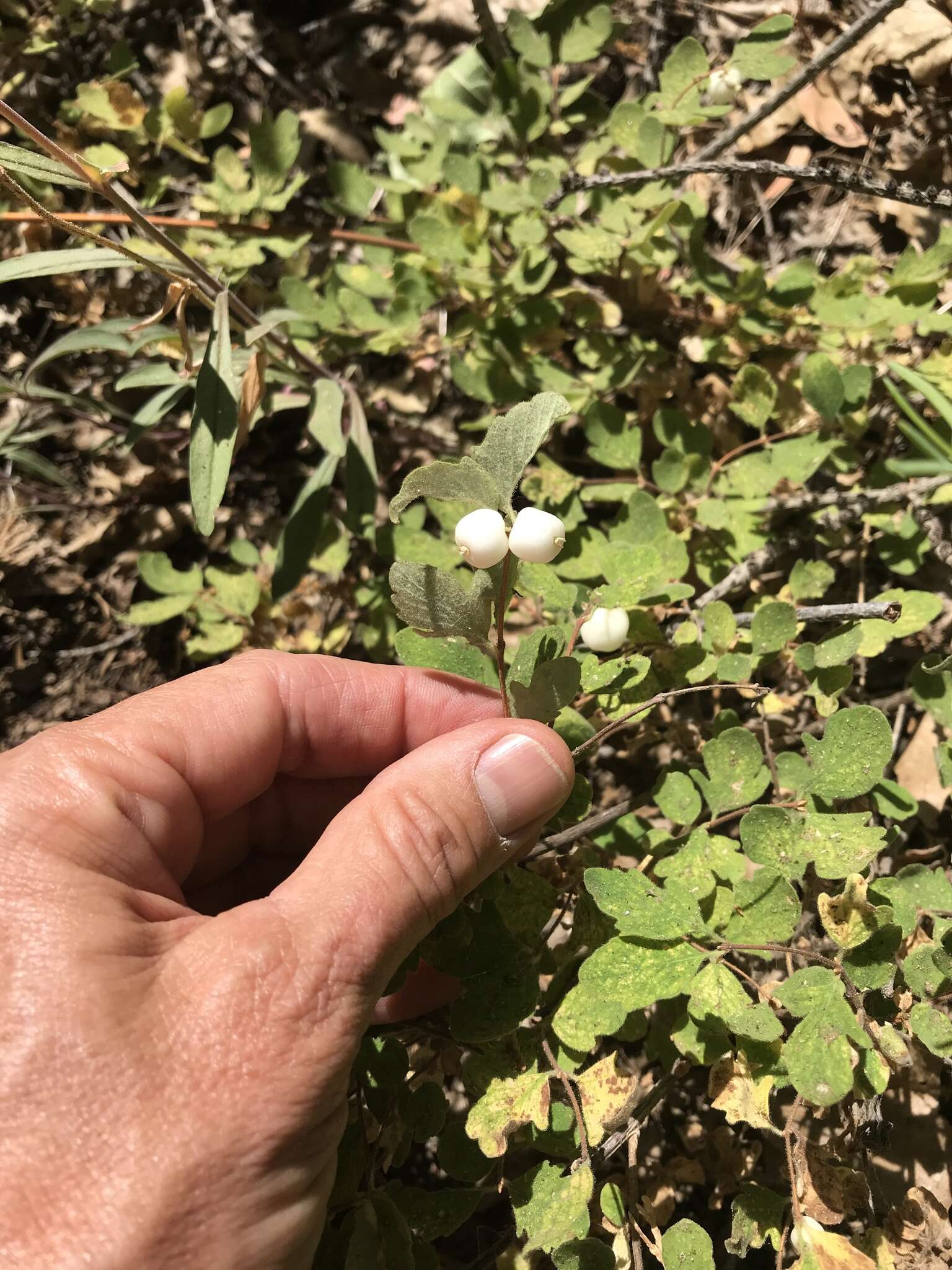 Image of creeping snowberry