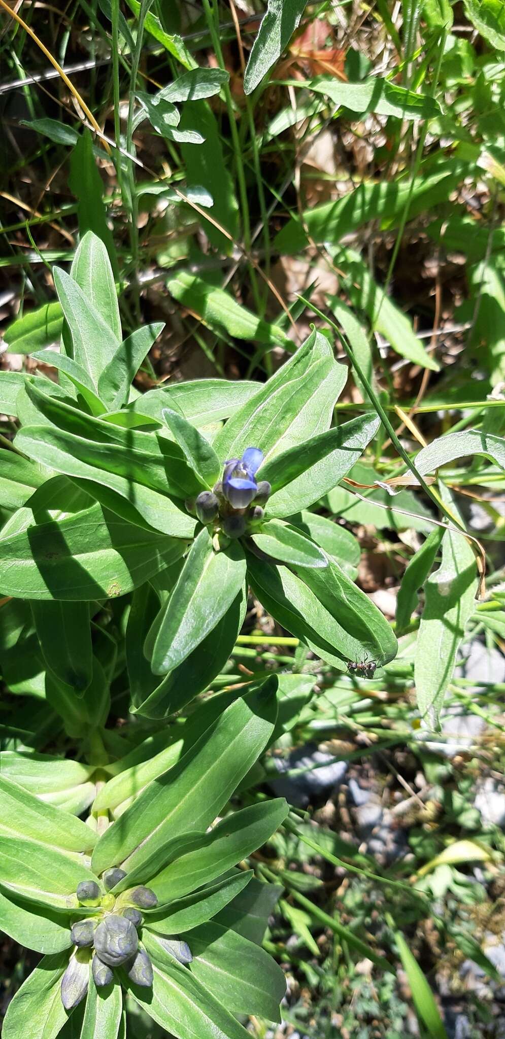 Image of Gentiana cruciata subsp. cruciata