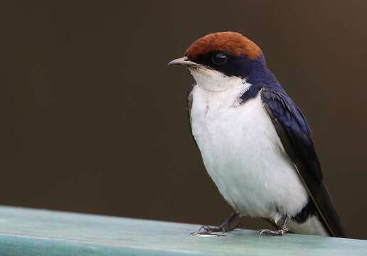 Hirundo smithii smithii Leach 1818 resmi