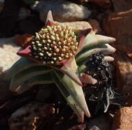 Image of Crassula congesta N. E. Br.