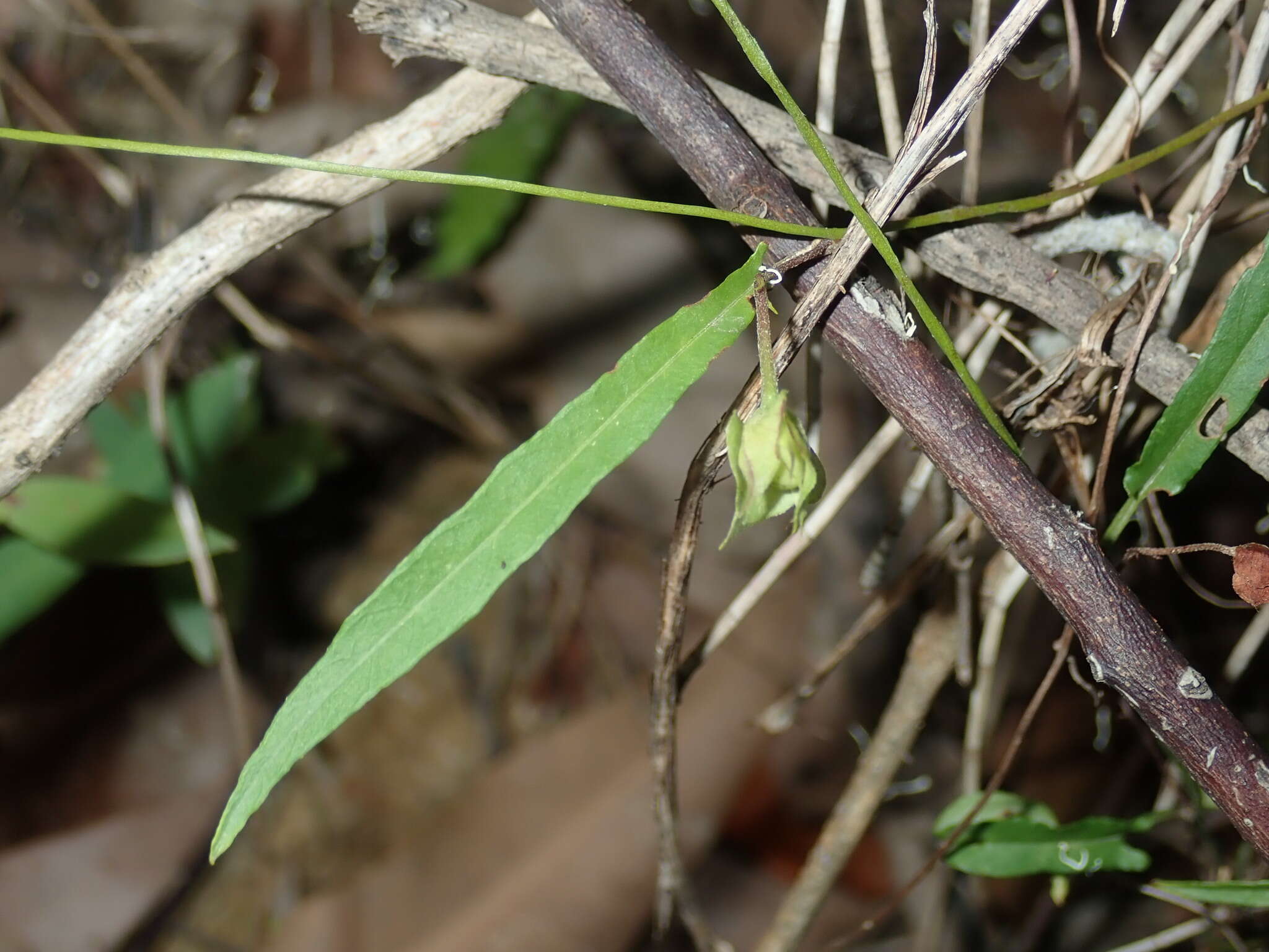 Image of Polymeria calycina R. Br.