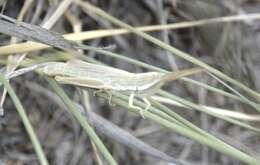 Image of Wyoming Toothpick Grasshopper