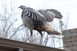 Imagem de Meleagris gallopavo intermedia Sennett 1879