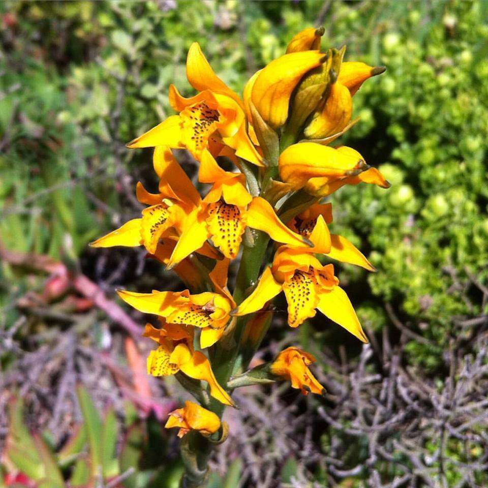 Image of Chloraea chrysantha Poepp.