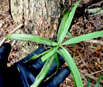 Image of Falcate Yellowwood