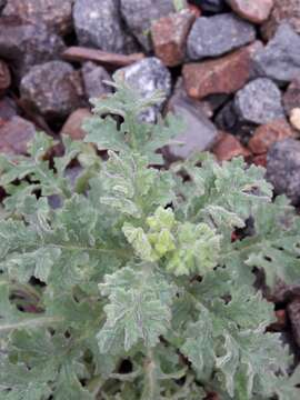 Image of sticky groundsel