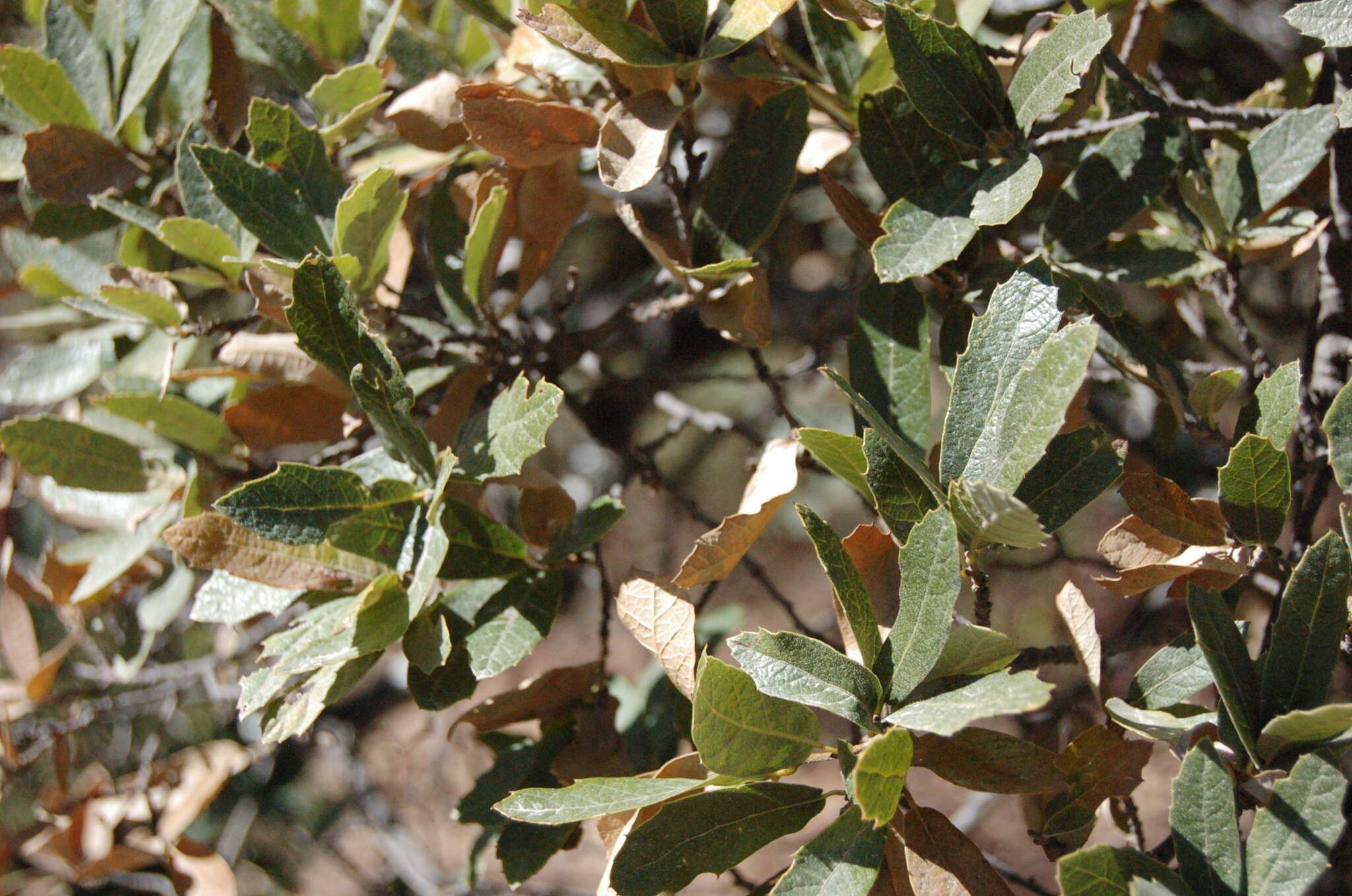 Image of Quercus castanea Née