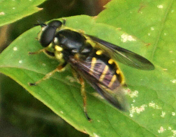 Image of Sericomyia chrysotoxoides Macquart 1842