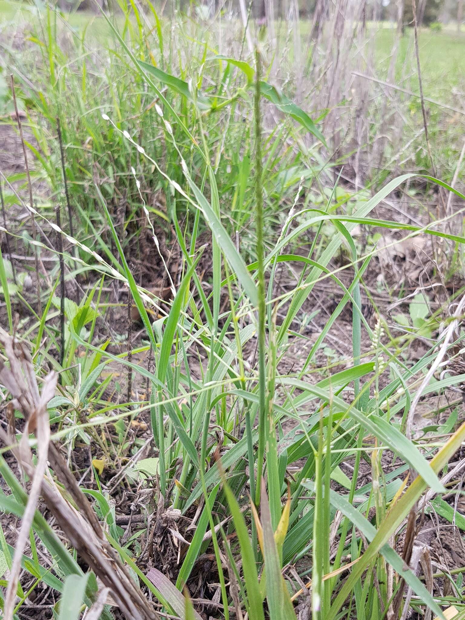 Image of Digitaria porrecta S. T. Blake