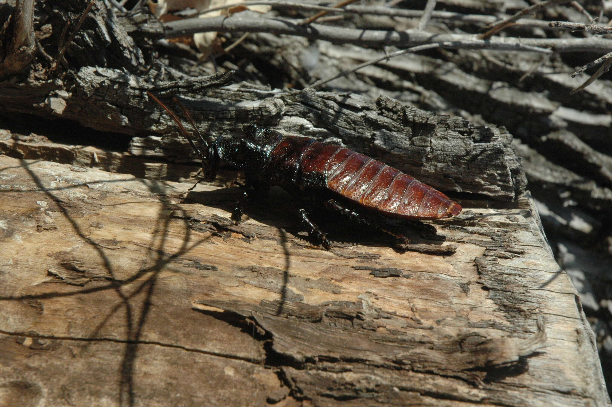 Image of Gromphadorhina