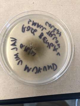 Sivun Cladosporium austrohemisphaericum Bensch, Crous & U. Braun 2015 kuva