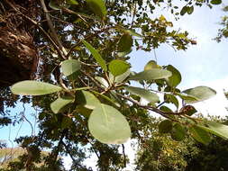 Ficus natalensis subsp. natalensis的圖片