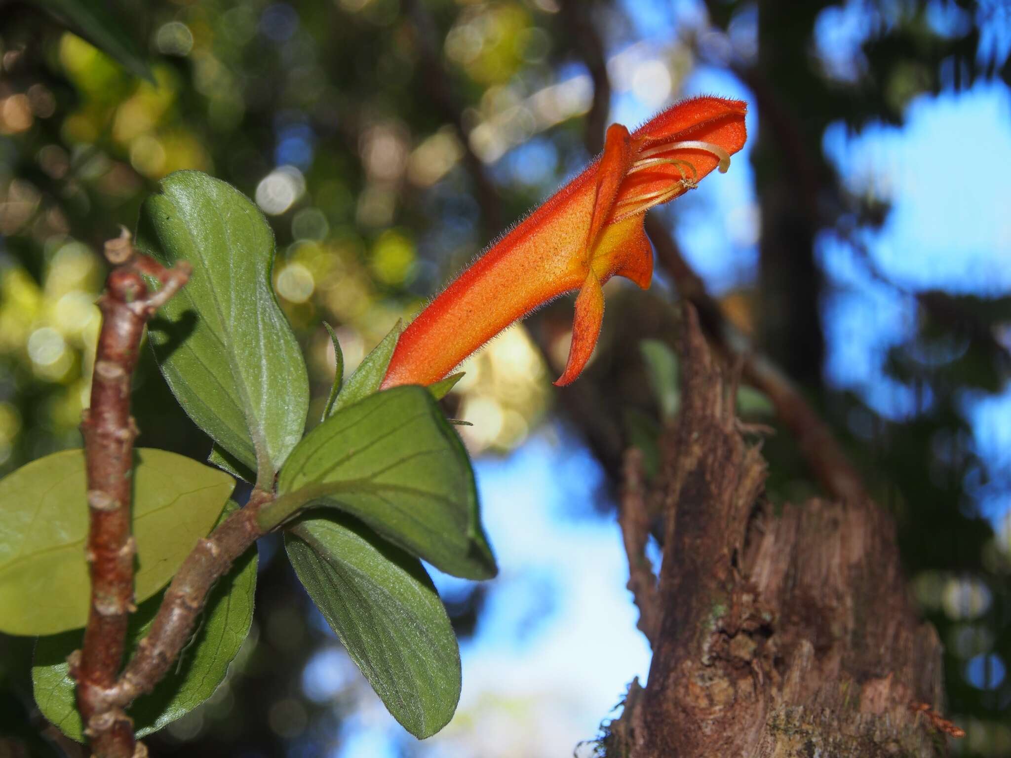 Image of Columnea magnifica Klotzsch ex Oerst.