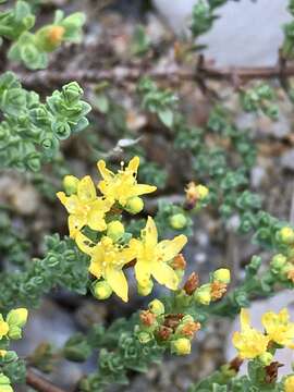 Image de Hypericum myrianthum Cham. & Schltdl.