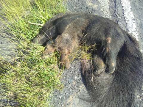 Image of Giant anteaters