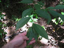 Image of Japanese flowering cherry