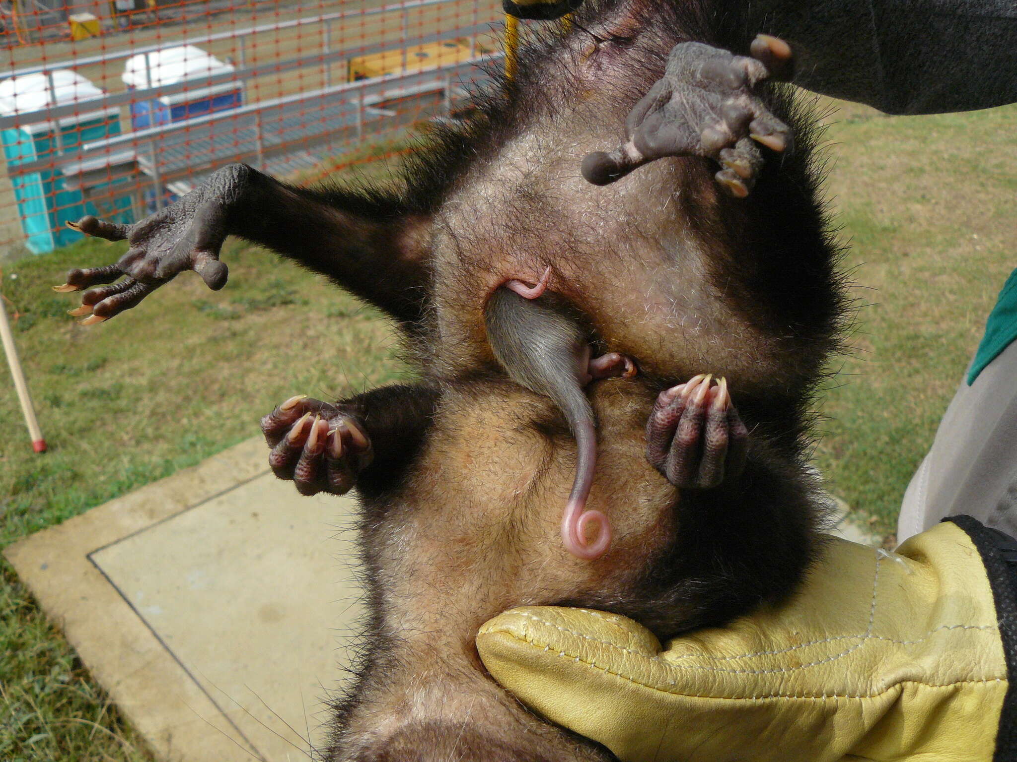 Image of Black-eared Opossum