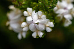 Image of Aspalathus forbesii Harv.