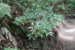 Image of Machilus japonica Sieb. & Zucc.