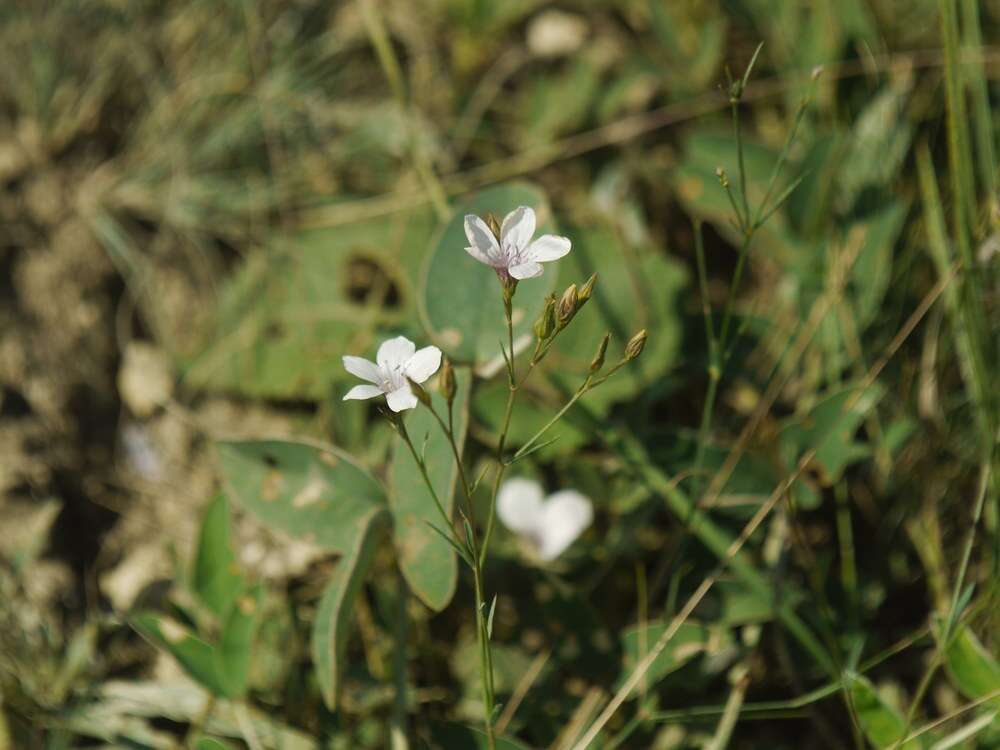 Image of Linum tenuifolium L.