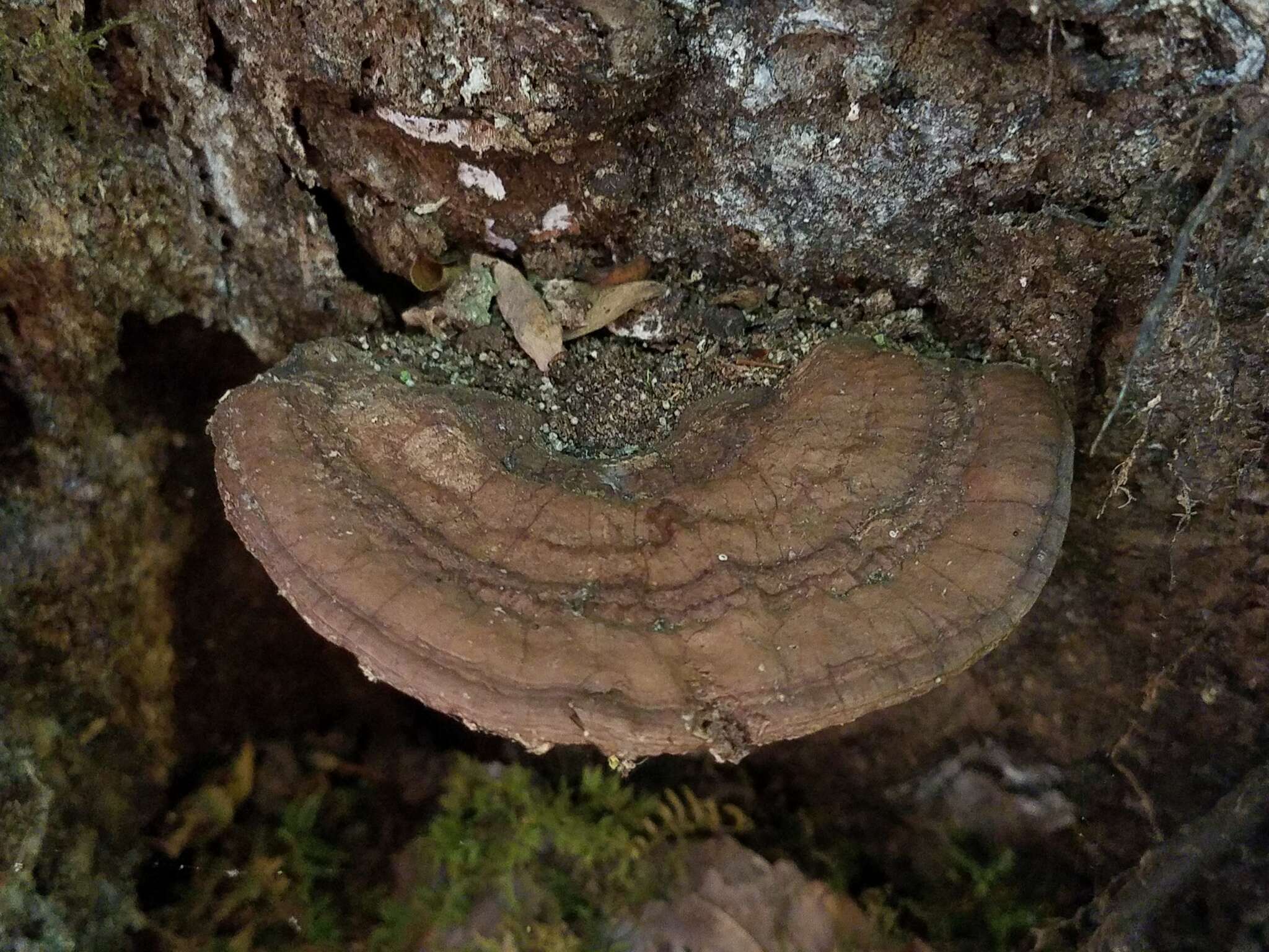 Image of Ganoderma lobatum (Cooke) G. F. Atk. 1908