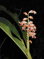 Image of Alpinia hainanensis K. Schum.