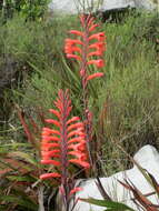 Imagem de Watsonia tabularis J. W. Mathews & L. Bolus