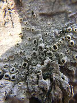 Image of barnacle lichen