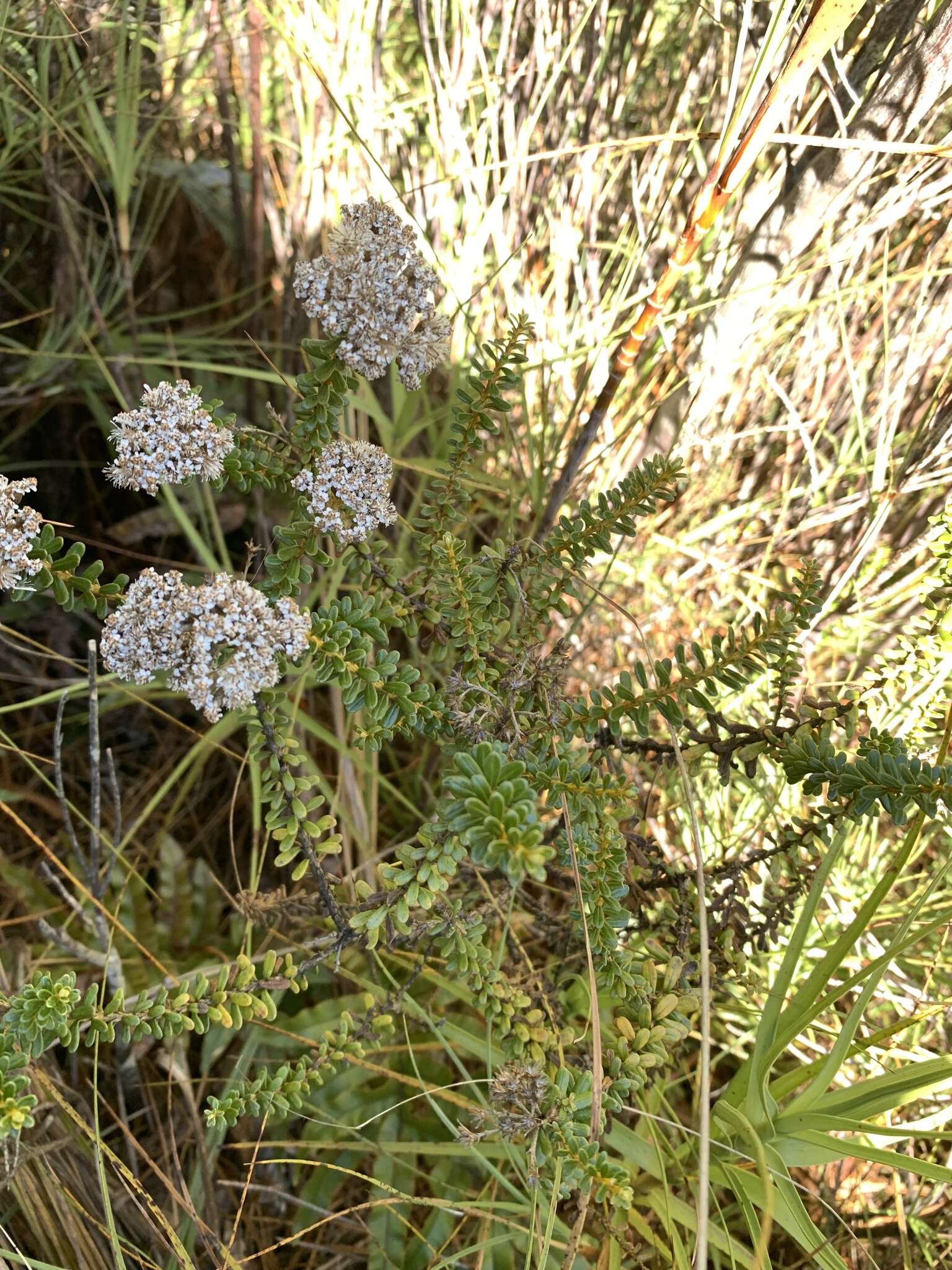 Plancia ëd Cassinia vauvilliersii Hook. fil.