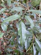 Слика од Ilex ficoidea Hemsl.