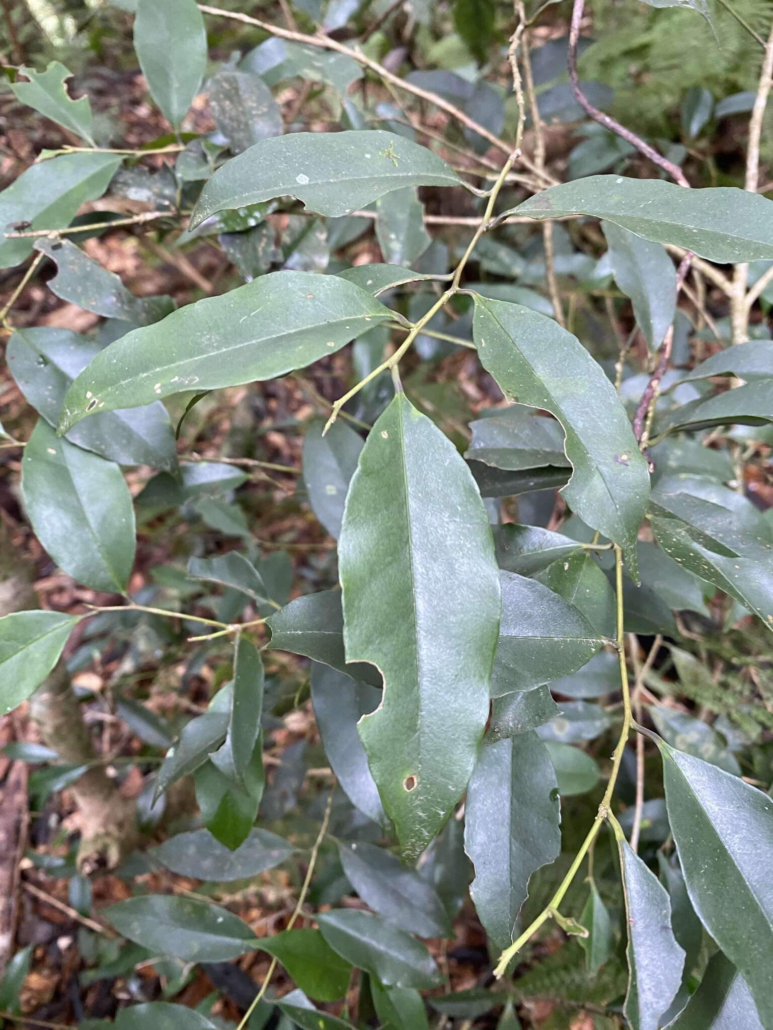 Imagem de Ilex ficoidea Hemsl.