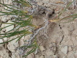 Image of Eriogonum mitophyllum Reveal