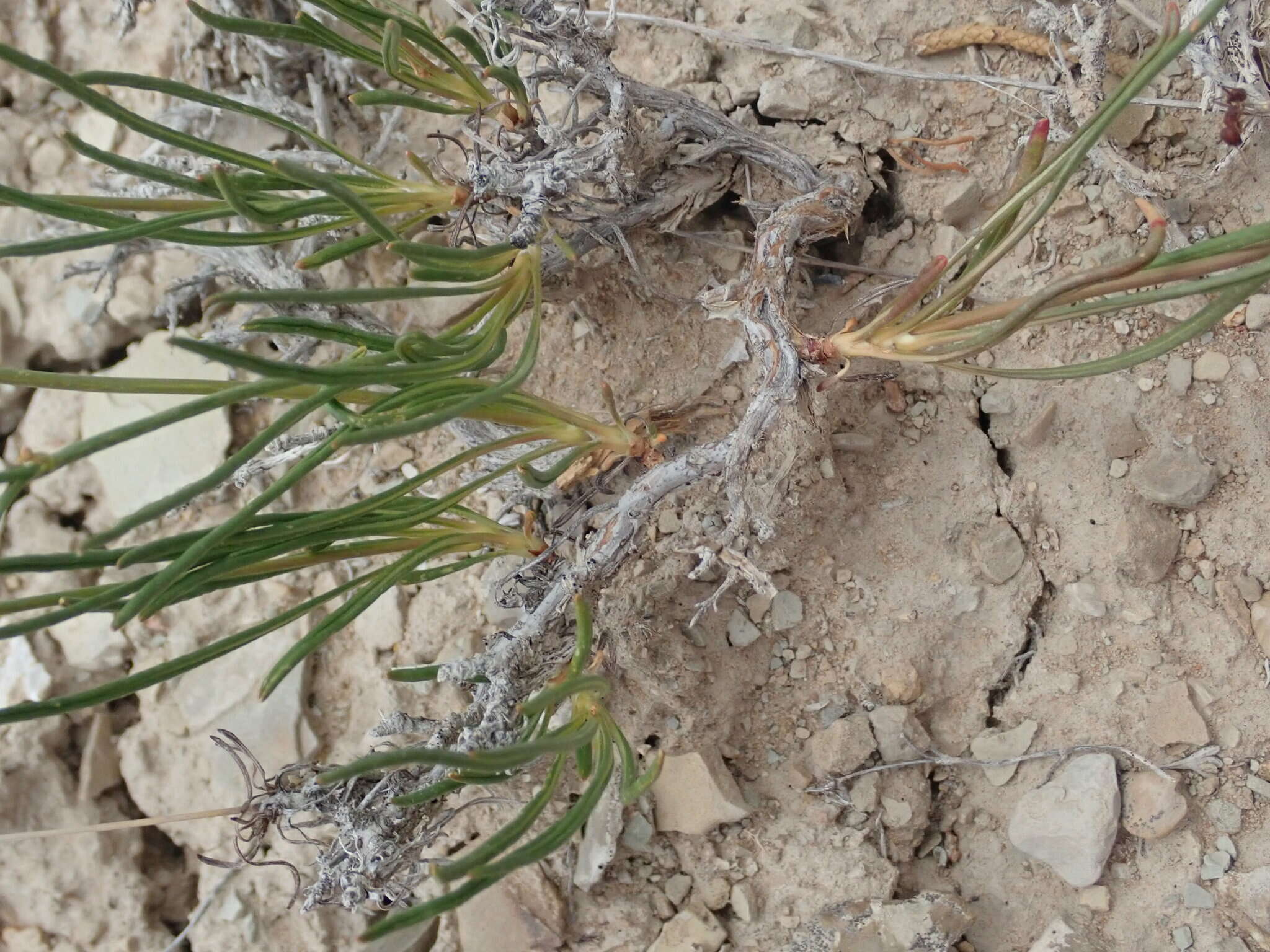 Image of Eriogonum mitophyllum Reveal