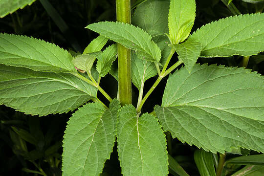 Imagem de Scrophularia lanceolata Pursh