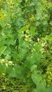 Plancia ëd Aristolochia clematitis L.