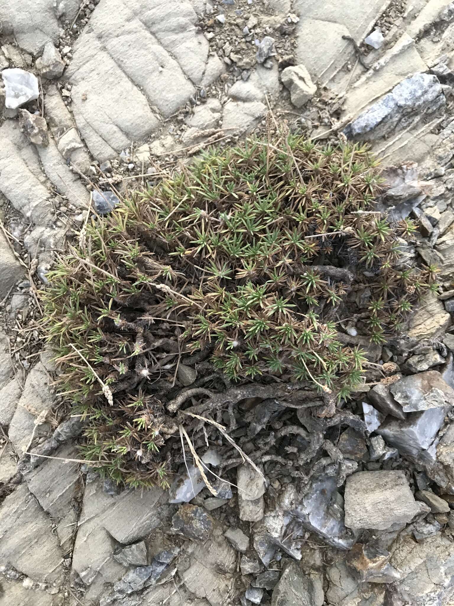 Image of Plantago subulata L.