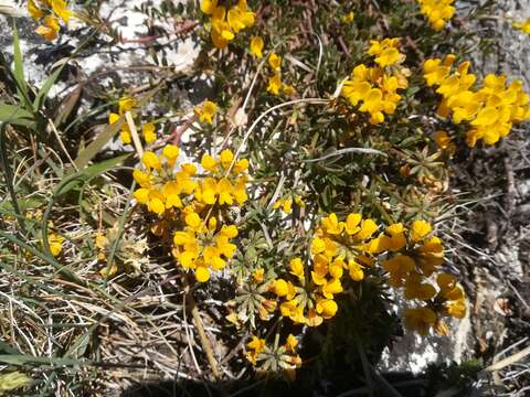 Image of Horseshoe-vetch