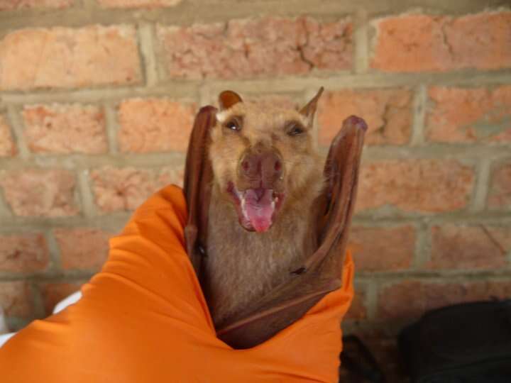 Image of Minor Epauletted Fruit Bat