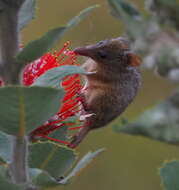 Image of honey possums