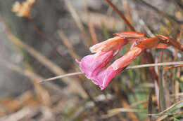 Image of Connellia quelchii N. E. Br.