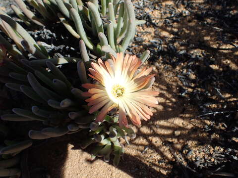 Imagem de Cheiridopsis denticulata (Haw.) N. E. Br.